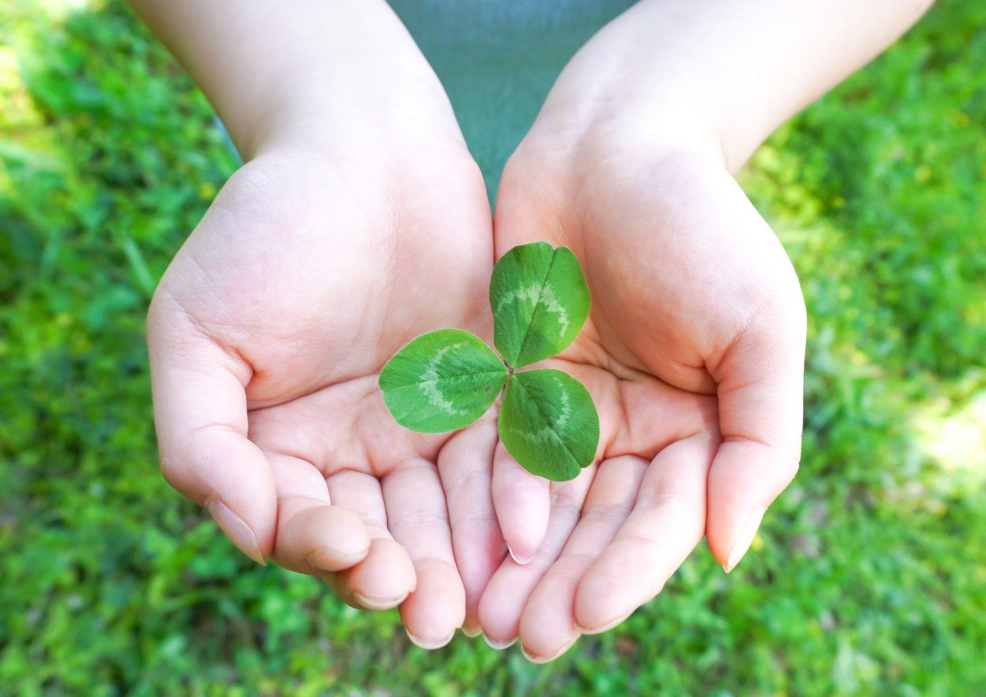クローバーを持つ手の写真